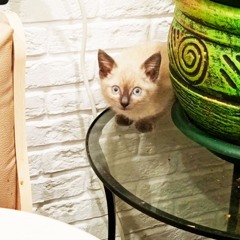 Загадал тебЯ