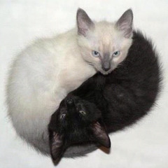 yin n yang