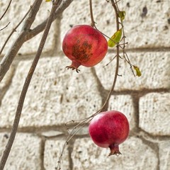 إنه حقًا لذو أملٍ  | مع تميم ( رفاقي) بصوت: أحمد الطبيب