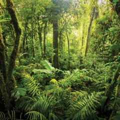 Phat Chex - Bingo Bongo