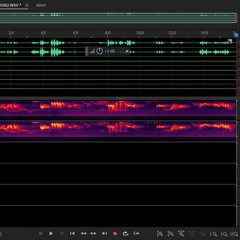 Birdsong WAV