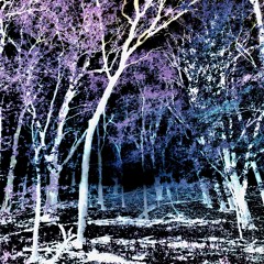 Stumbling In The Woods
