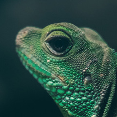 Elektromorphium (Last Dance 2021)