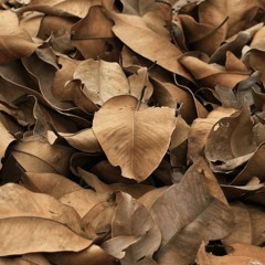 Hojas Secas Beat (20.000)