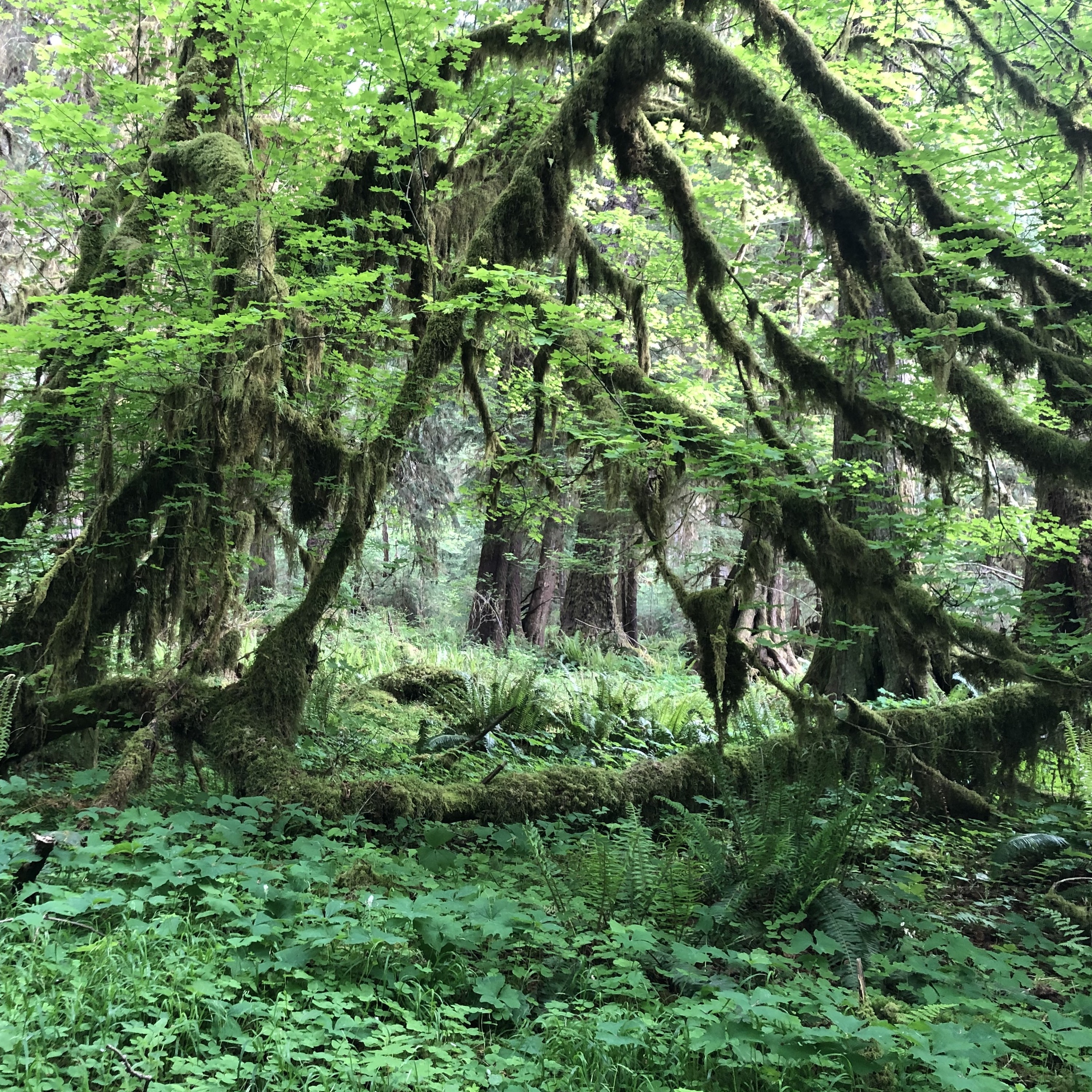 Northwest Soundscapes