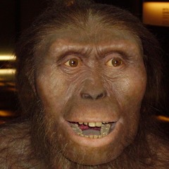 lucy the australopithicus