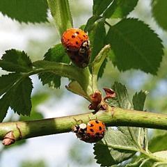 Ladybug