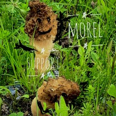 Morel_Support(LDZLH)