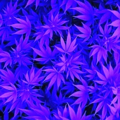 ≋⁑天然麻醉薬⊹˚₊‧フィーリン⋆ａｎｅｓｔｈｅⓩｉａ