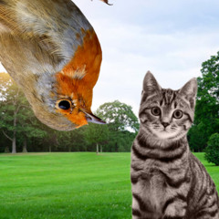 meow! purrrrrrrr... chirp?