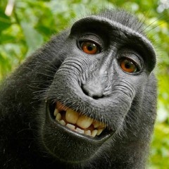 Mr Vei - Simple Simian