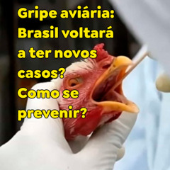 Gripe aviária: Brasil voltará a ter novos casos? Como se prevenir?