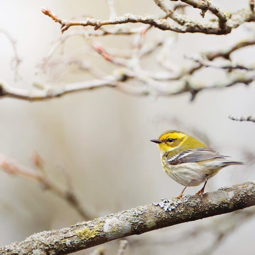 Dạ Vũ | NGÂN NGÂN COVER