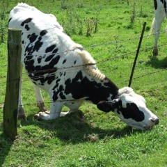 The Grass is Always Greener on the Other Side