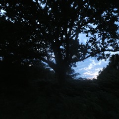 through the woods