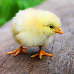 02_Sunny Sunday Sun-fun set