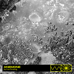 Anemone 06/24 by Eva Porating