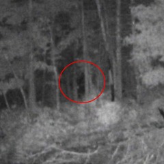 FORESTBEINGZ