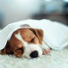 Puppy's Lullaby