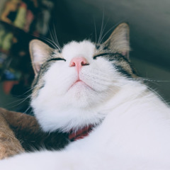 There's No Sleep