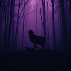 Black Sheep