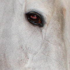 dialectic-al oscillation