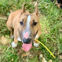 #20 Alizée & Ellis le Mini Bull Terrier
