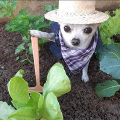 ‎ ‎