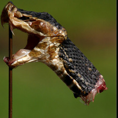 Klawbah340 Diss Who?