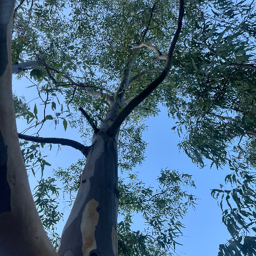 ALCEMIST - UNTITLED 2022 [FREE DOWNLOAD]