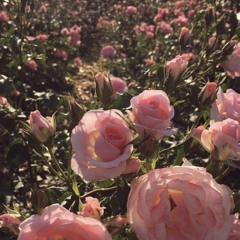 SBG CAIN FT. HPG BARI ROSE GOLD