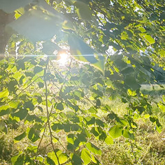 The Golden Hour