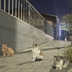 좋아해