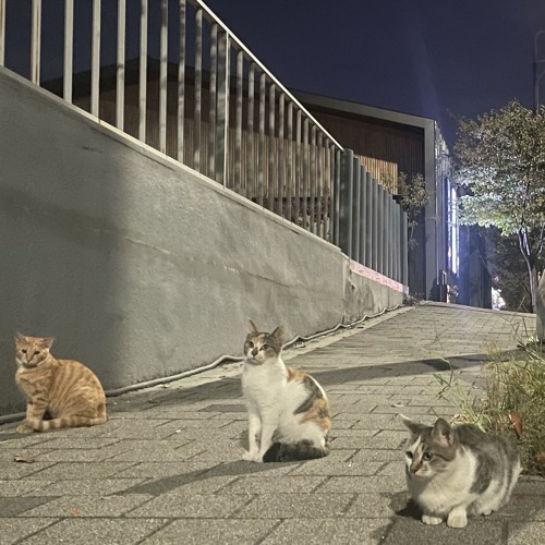 좋아해