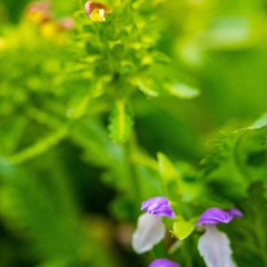 Live Ecstatic Birthday Dance July 26 2022 feat Rob Lenfestey, Jonny Buffalo and Flint Blade