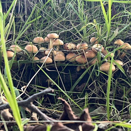 Alchemy - Nicusor & Procrastinatrix Studio Edit