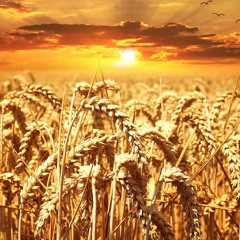 O grão de trigo