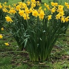 Chris Geddes (27/03/2021)