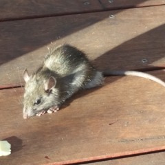 Funky Tech House - 2024 - 06 - 09