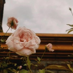 Samuelle Hilario - Blossom