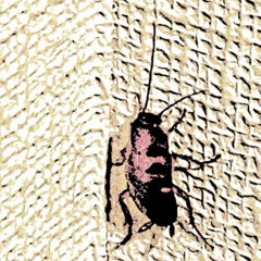 Cockroaches