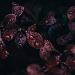 Basistov | Podcast 006