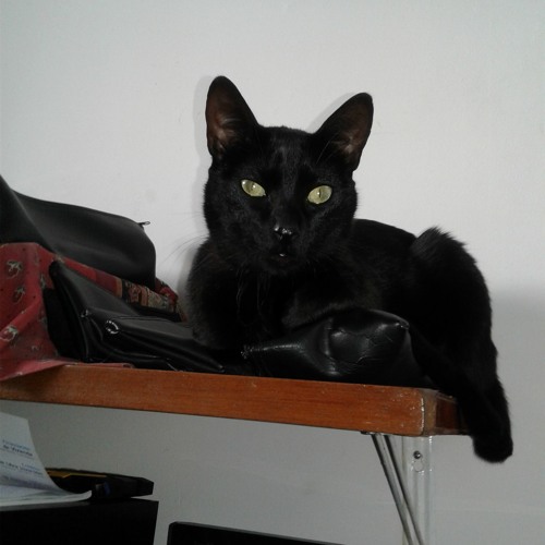 BOOGIE CAT  (Alfonso LLorente)