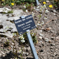 Kernera saxatilis