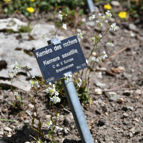 Kernera saxatilis