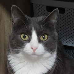 Mína zpívá taky (Cats can sing too)