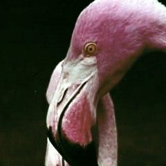 Original Face
