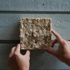 Mycelium Generator // Miquel