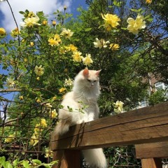 wantingmyheart w/ Meanty