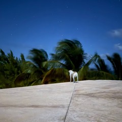 Baul Sessions - Palo Santo